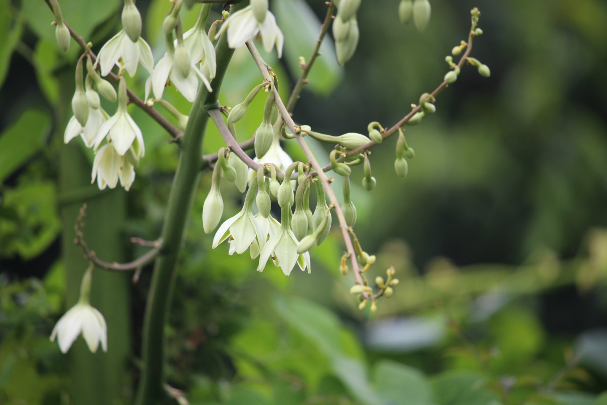 Furcraea foetida (L.) Haw.